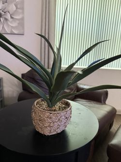 Decorative Plant