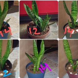 Mother in laws tongue-snake house plants$12-$14 Each pot