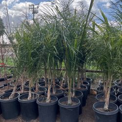 15 Gallon Queen Palm 
