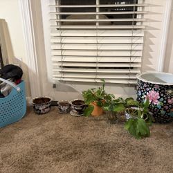 Free Plants