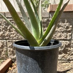 Aloe Vera Plant 5 Gallon Pot