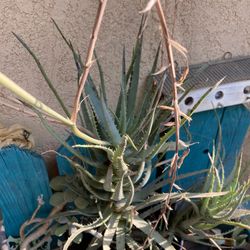 Very Tall Live Plant