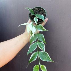 4” Hoya Polyneura Albo W/ 2 Stems And Tiny Peduncles 