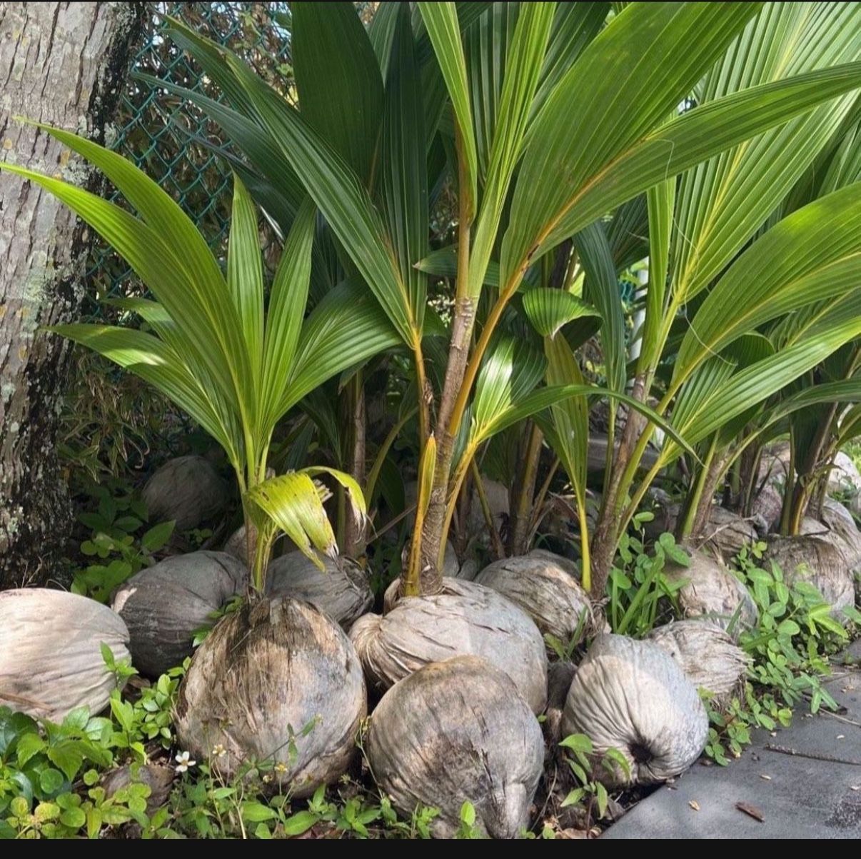 Coconut Trees π΄ For Sale π₯₯π₯₯ π΄ $5