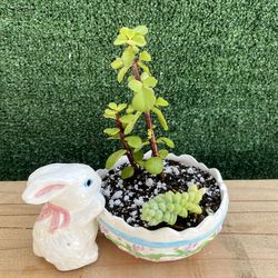 Succulents In Cute Easter Bunny Bowl