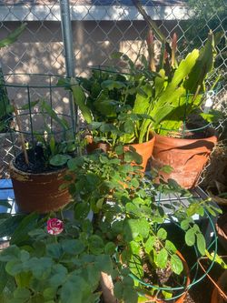 Sentimental rose tree