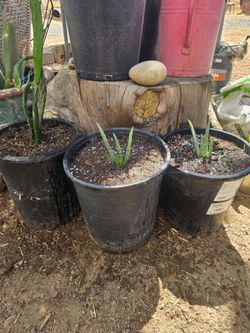 Aloe Vera salbila Veryhealthy