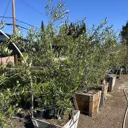Olive Multi Trunk Tree