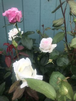 Macetas de rosas con varios colores $20