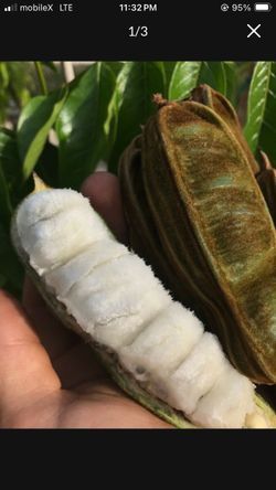4’ 8” Ice Cream Bean Plant