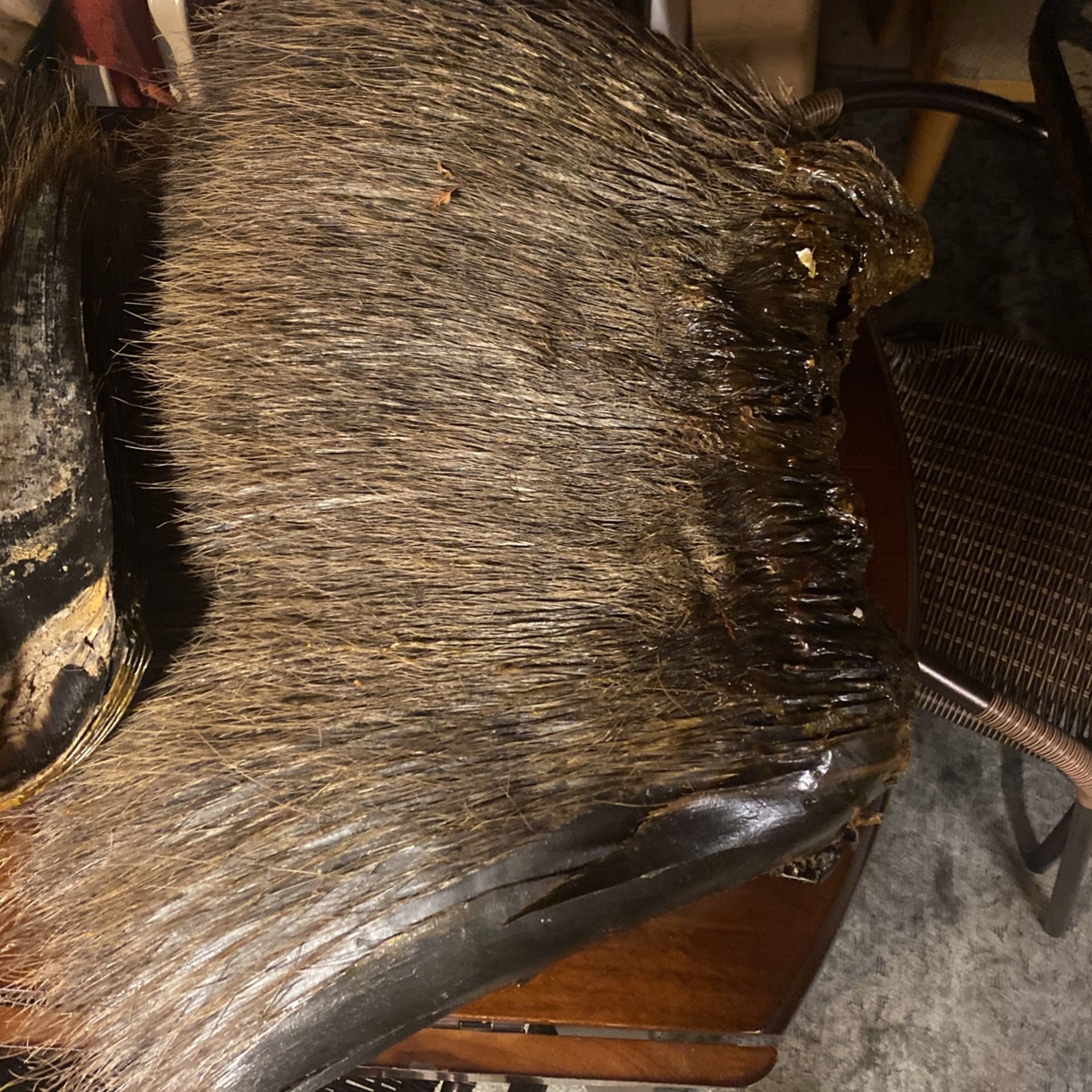 Baleen Teeth 
