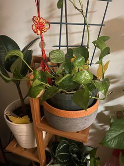 Plants