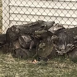 Free Tree Logs