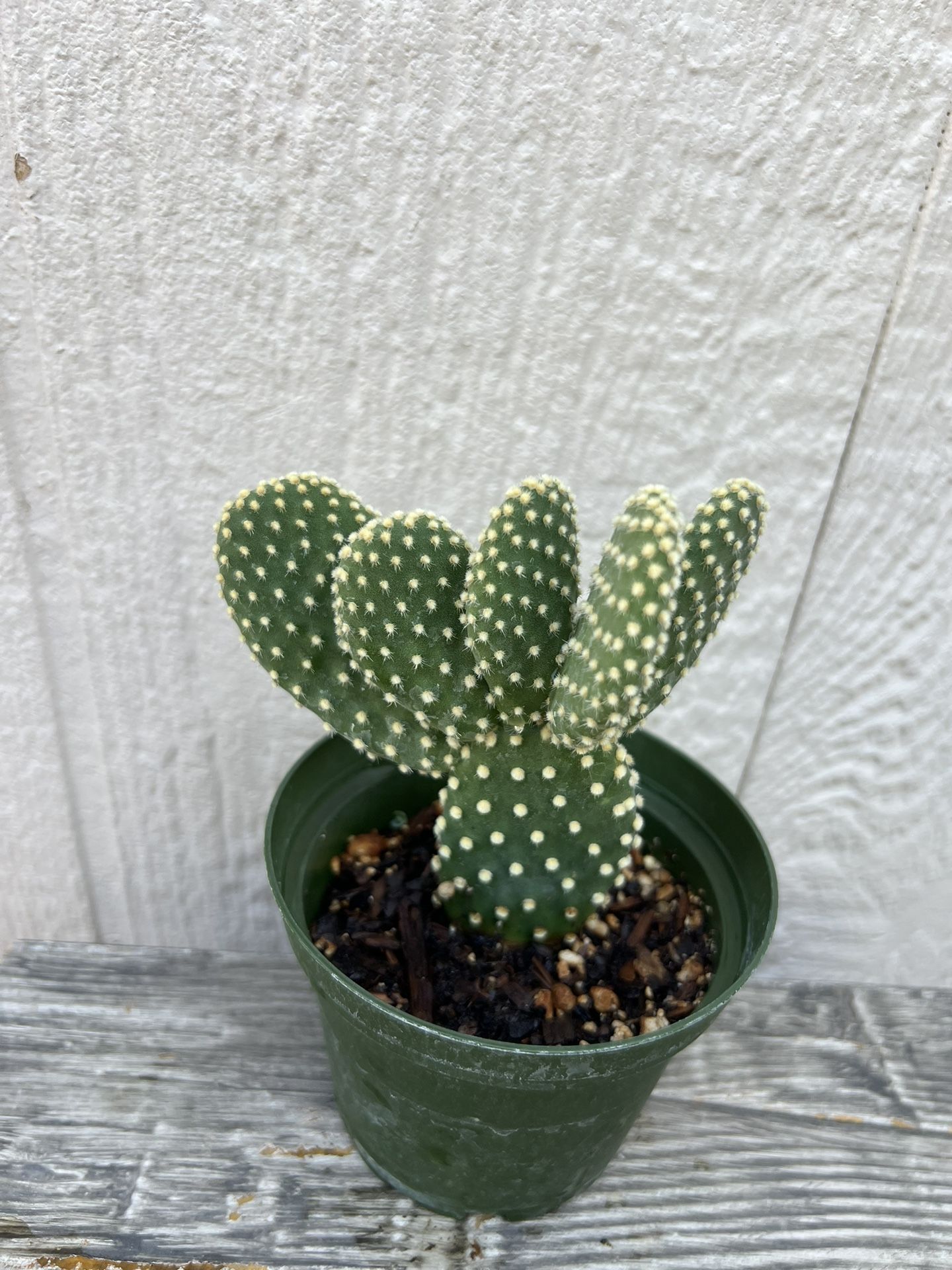 Plant