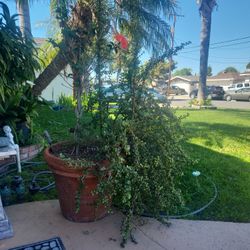 Custom Make Taco Car