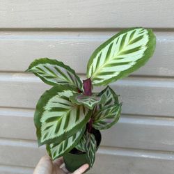 4” Calathea Cora
