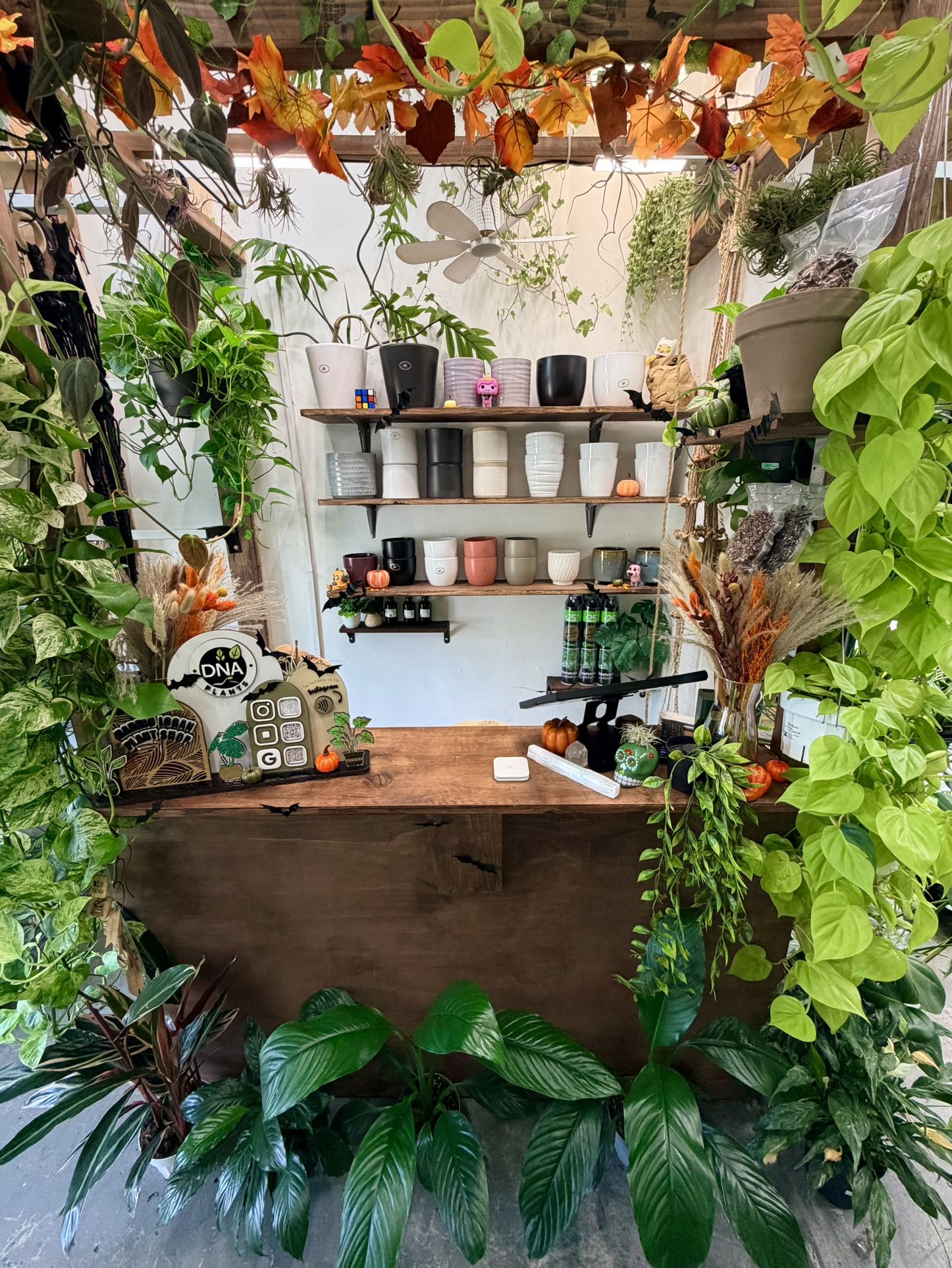 DnA Plants StoreFront 🏬🪴💚 Location, Days & Hours Below 👇🏽 