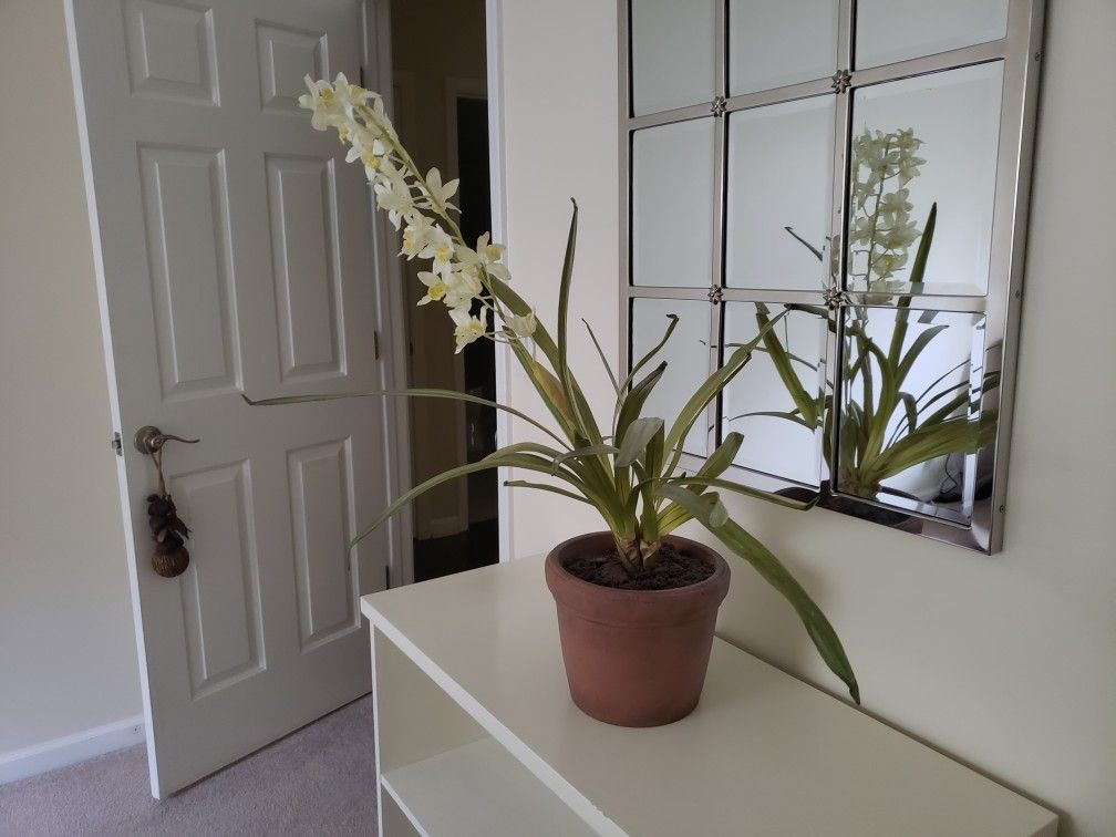 Fake orchid plant