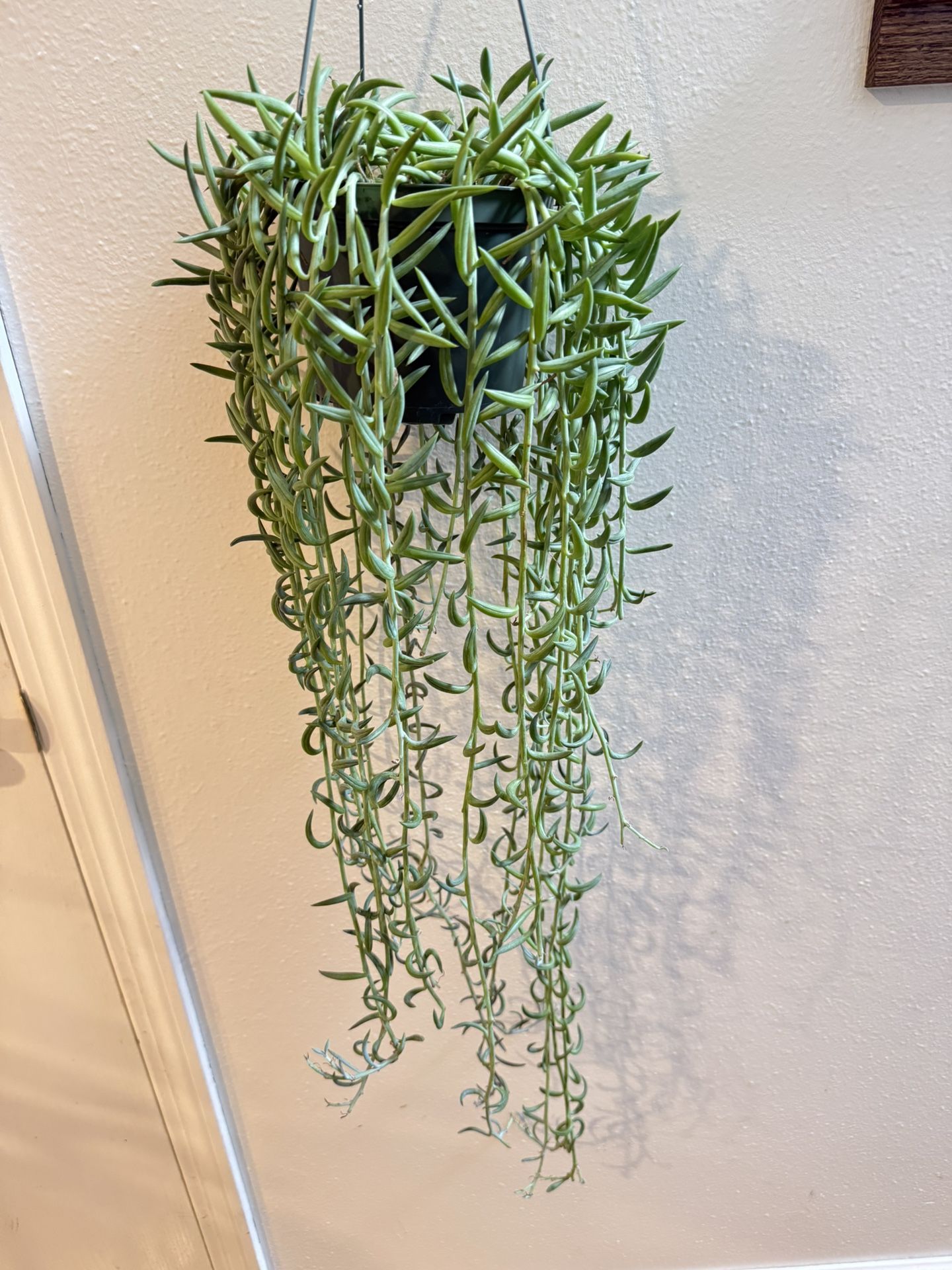 Houseplant Succulents String Of Hooks 5”