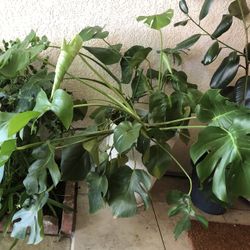 Monstera Deliciosa (Swiss Cheese Plant) 