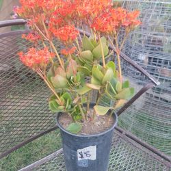Kalanchoe Plants