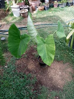 Planta de oja elegante