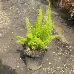 Foxtail Fern