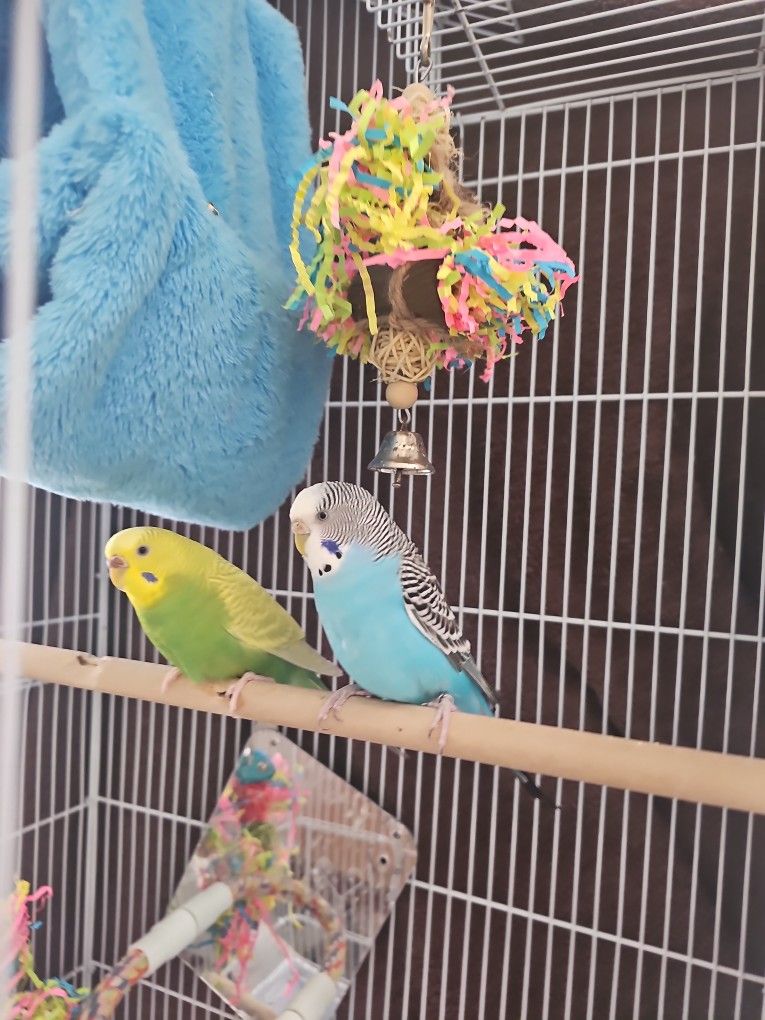Rehome Two Parakeets.