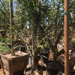 Queen Palm Tree 
