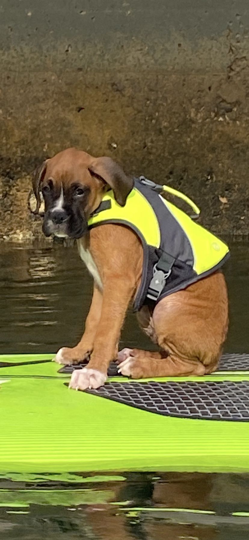 Good2Go XS Dog life vest