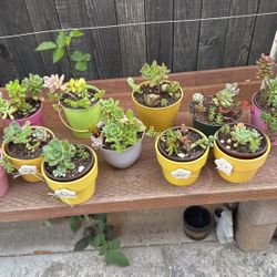 Succulents 