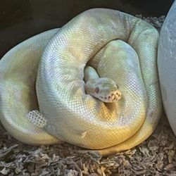 Albino Python Snake And Accessories For Sale 