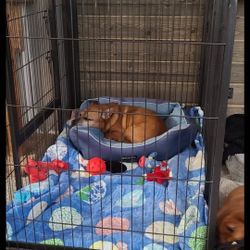 Dog Crate