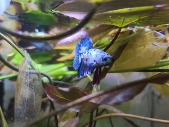 Betta fish supplies for aquariums