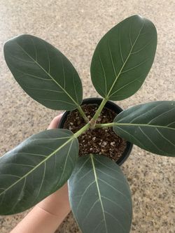 Ficus Audrey with black 4inch ceramic pot