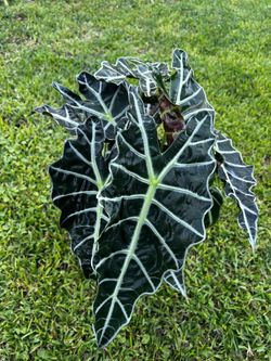 ALOCASIA POLLY ( Indoor / Outdoor Full Shade) 6” Pot