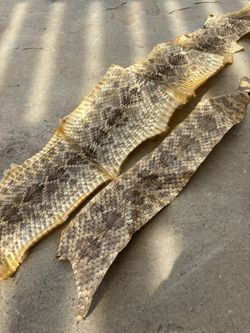 Rattle Snake Skin (x2 pieces)