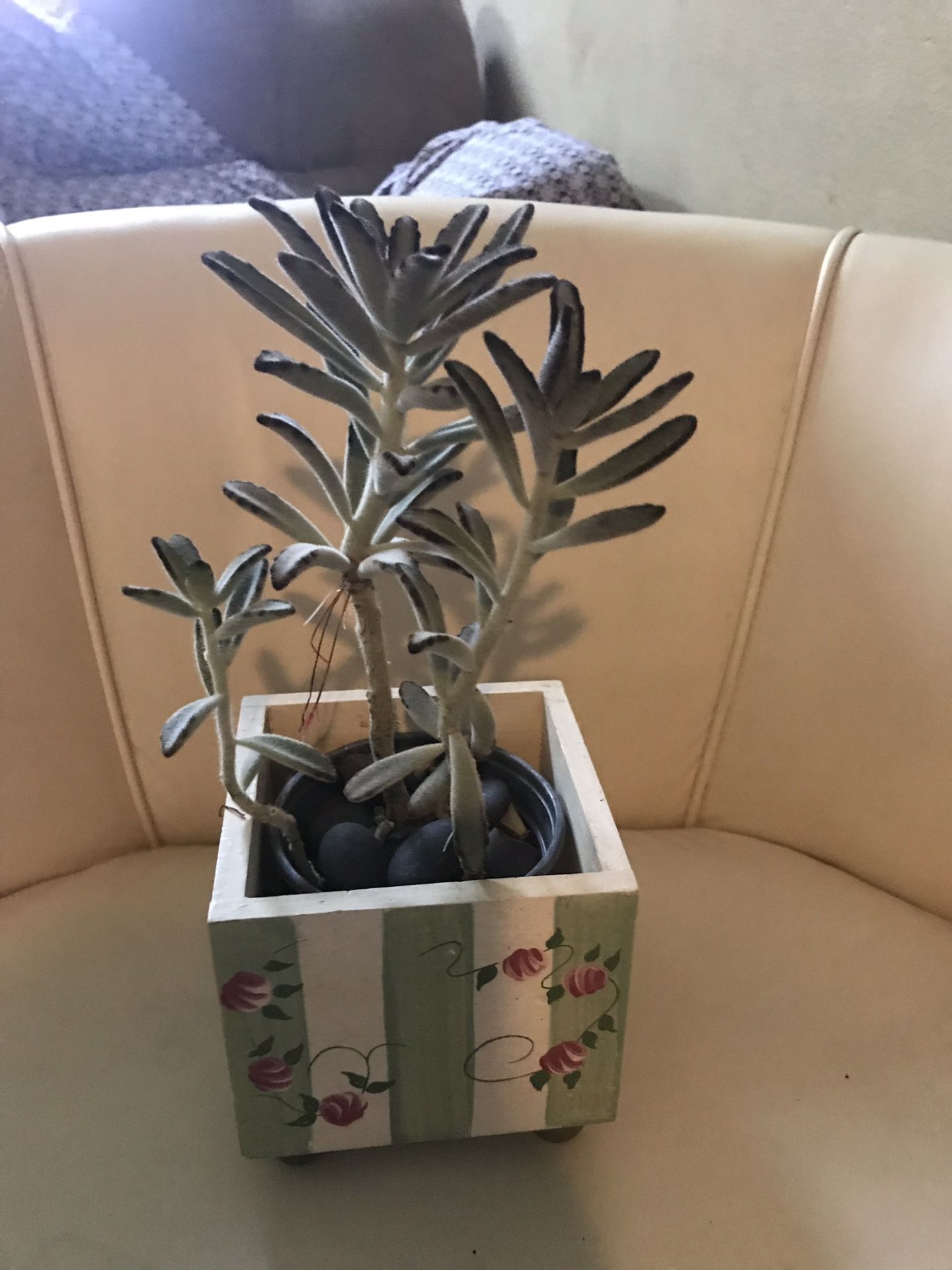 Live and beautiful secculent in a beautiful pot.