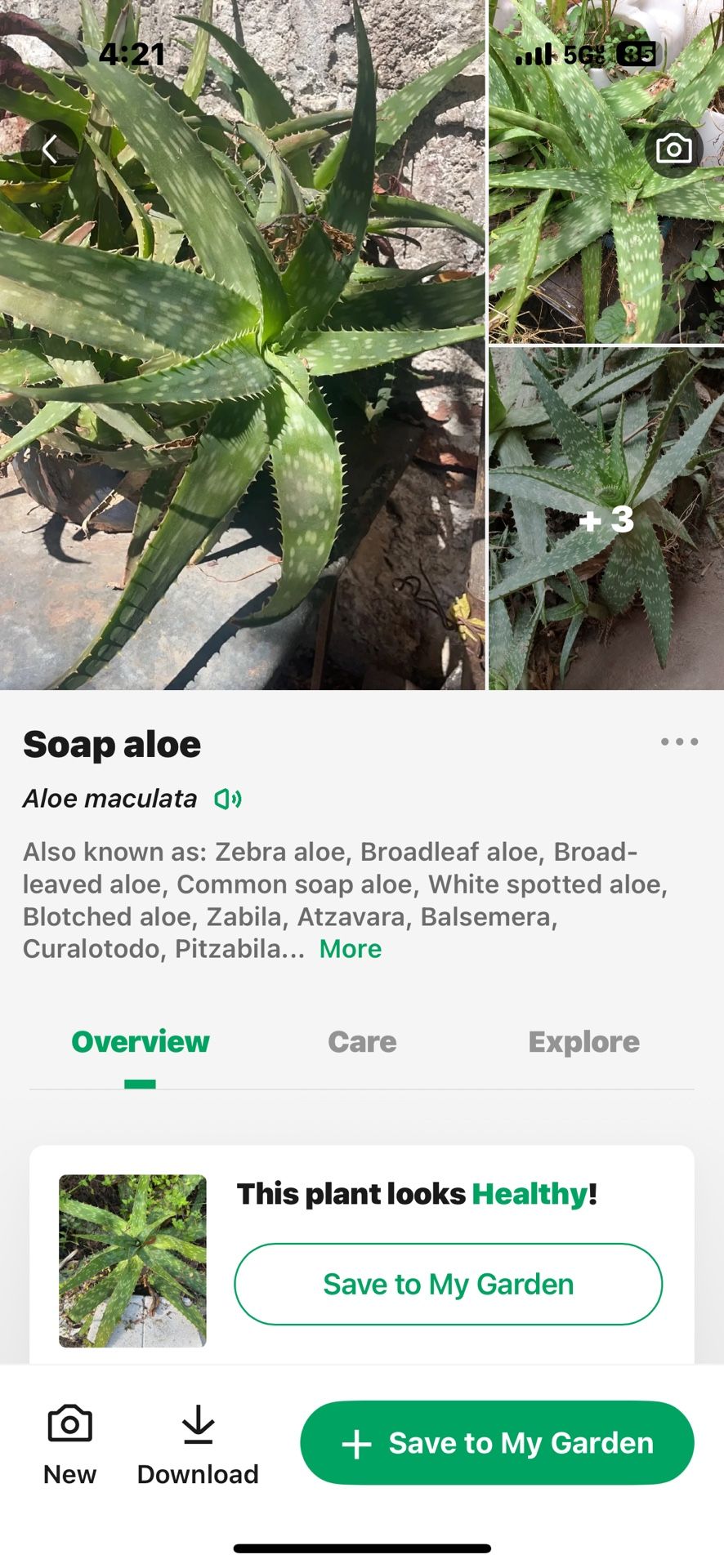 Soap Aloe Vera Plant