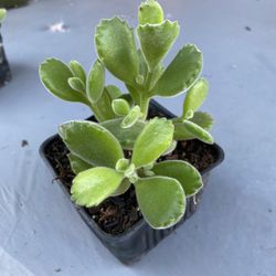Bear Paw Succulent 