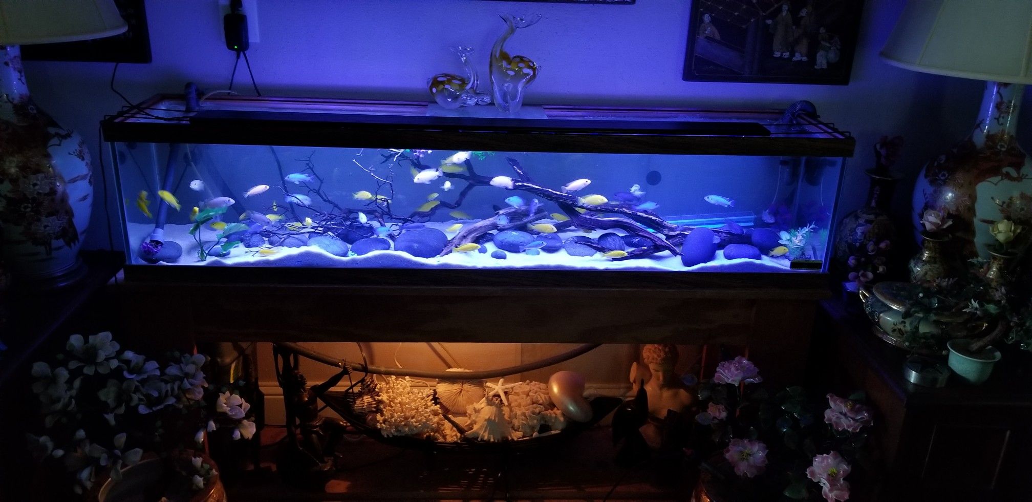 40 gallon long tank with stand and full setup....