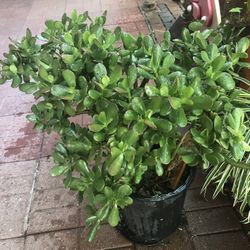 Bonita Planta