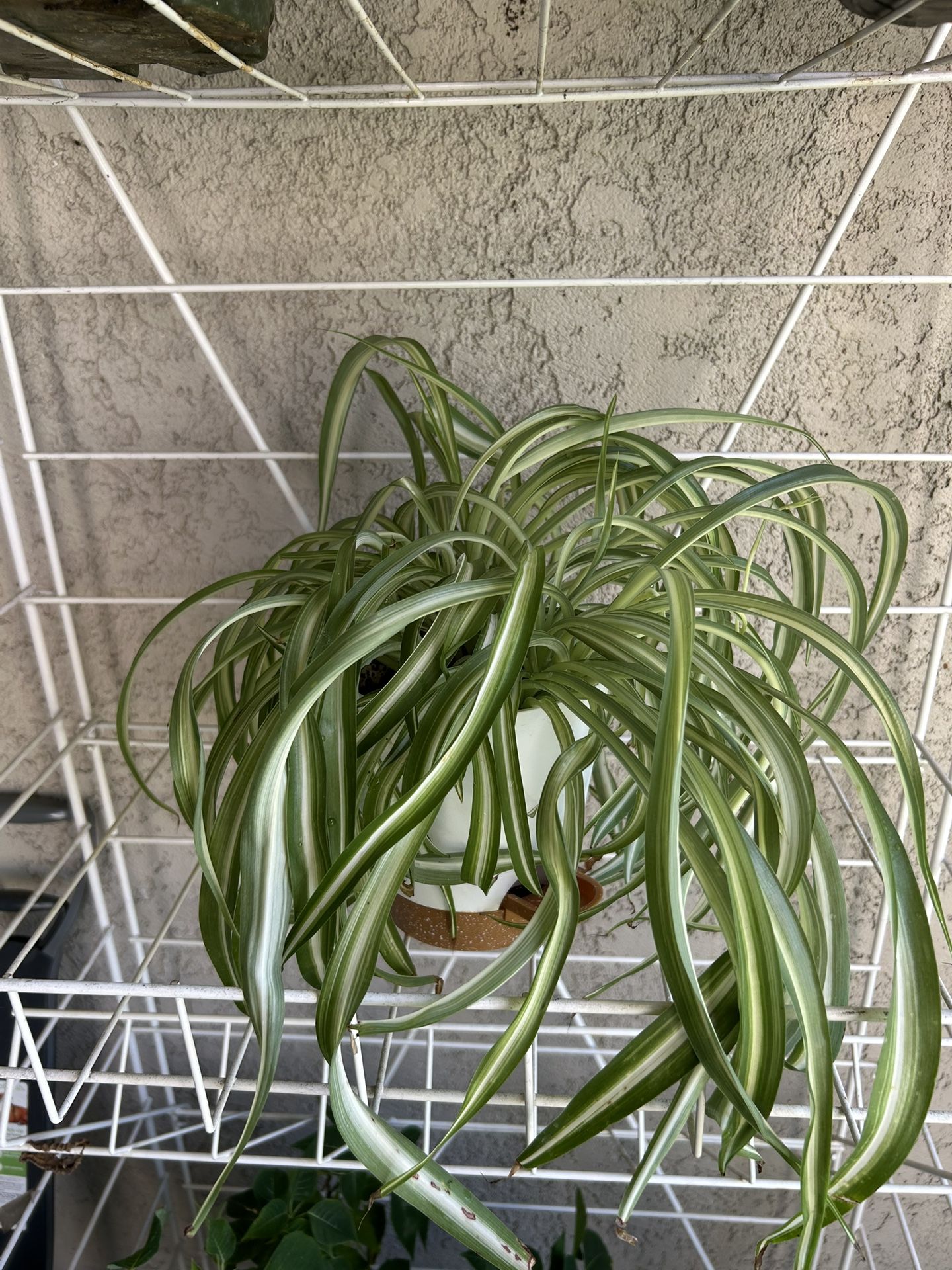 Spider Plant