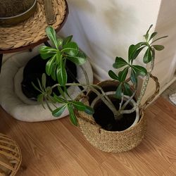 Desert Rose With Decorative Ceramic Pot  