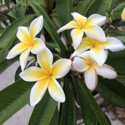 árbol plumeria 8 pies