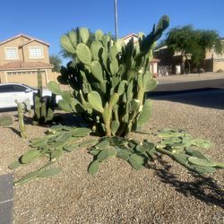 Prickly Pear Cactus 