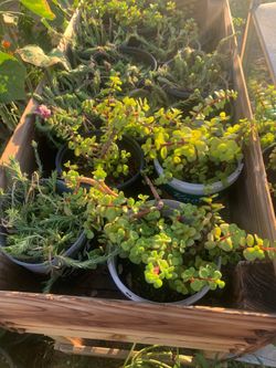 Fantastic Amount of plants
