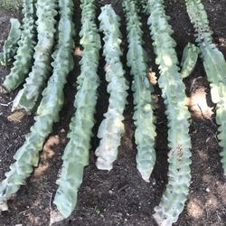 Toadom Pole/ Lophocereus Schotti Succulents