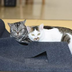 Pet Cat Toy Blanket Play Mat Hide Seek Carpet Scratch - resistant Cat Hiding House with Holes ; Pet Cat Toy Blanket Play Mat Carpet Scratch - resistan