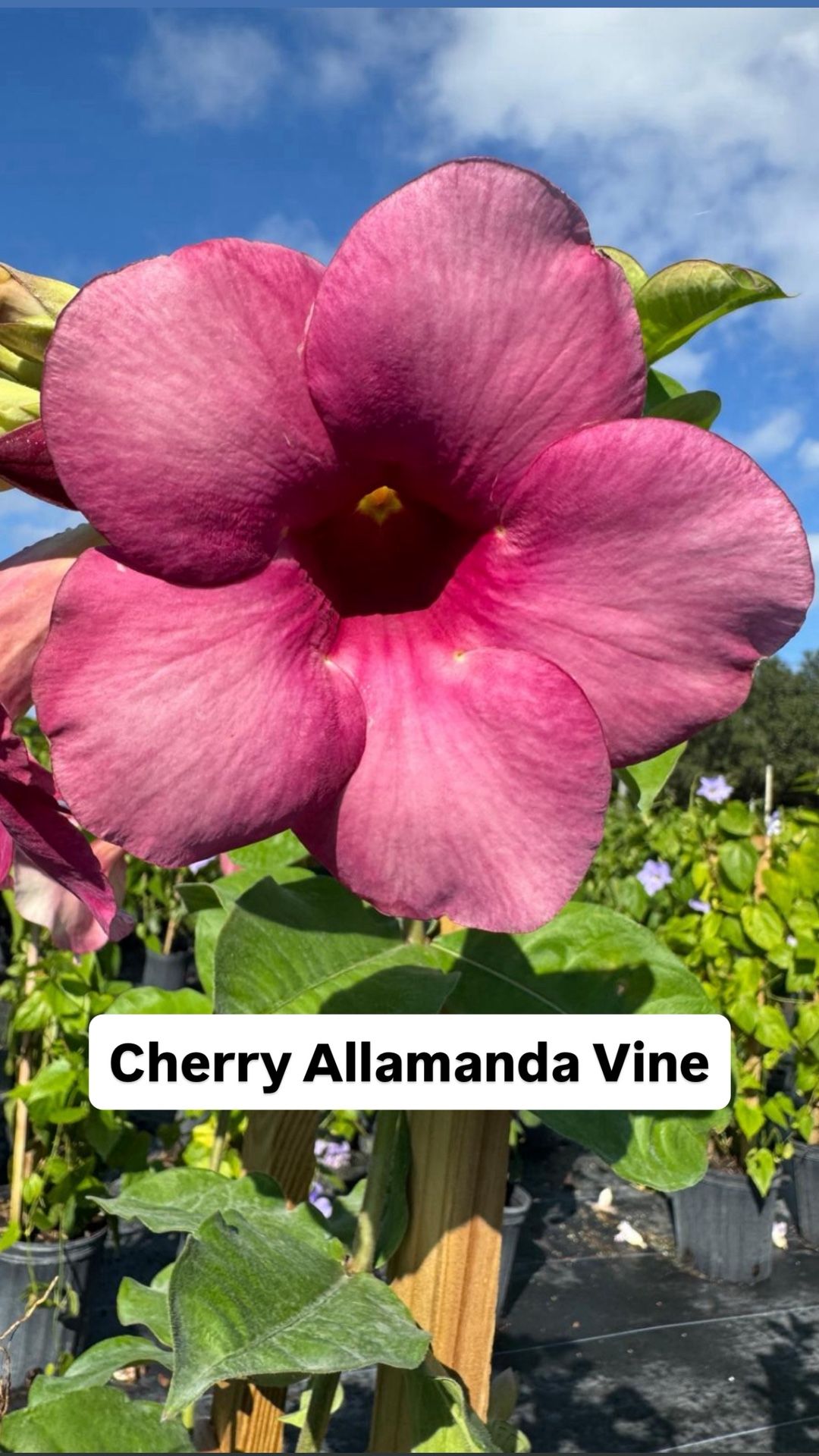 đş Plant: Cherry Allamanda Vine